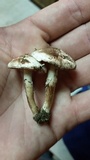 Inocybe fraudans image