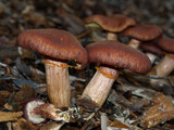 Gymnopilus luteofolius image