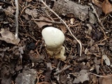 Ganoderma lobatum image