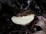 Ganoderma lobatum image