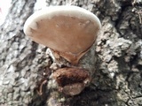Ganoderma lobatum image
