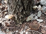 Ganoderma lobatum image