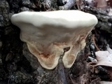 Ganoderma lobatum image