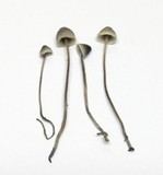 Mycena amicta image