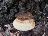 Ganoderma lobatum image