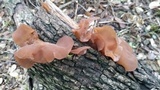 Auricularia angiospermarum image