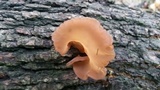 Auricularia angiospermarum image