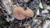 Auricularia angiospermarum image