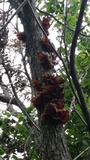 Auricularia angiospermarum image
