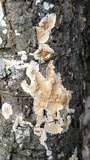 Steccherinum ochraceum image