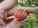Hortiboletus campestris image
