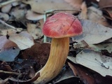 Hortiboletus campestris image
