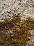 Lecanora rupicola var. rupicola image