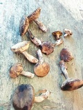 Leccinum pseudoscabrum image