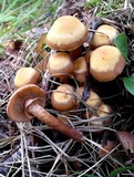 Kuehneromyces mutabilis image