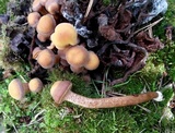 Kuehneromyces mutabilis image