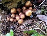 Kuehneromyces mutabilis image
