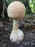 Amanita ravenelii image