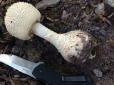 Amanita ravenelii image