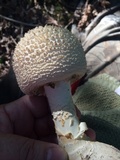 Amanita ravenelii image