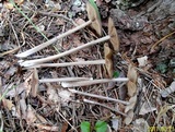 Entoloma sericeum image