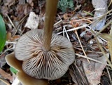 Entoloma sericeum image