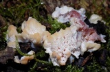 Abortiporus biennis image