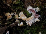 Abortiporus biennis image