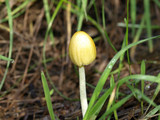 Bolbitius vitellinus image