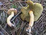 Suillus hirtellus image