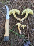 Suillus hirtellus image