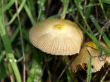 Bolbitius vitellinus image