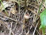 Lepiota sanguiflua image