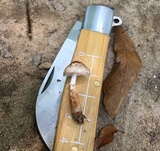 Lepiota sanguiflua image