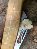 Lepiota sanguiflua image