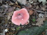 Russula rosea image