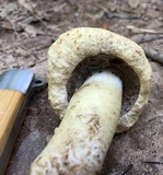 Gyroporus cyanescens image