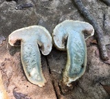 Gyroporus cyanescens image