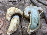 Gyroporus cyanescens image