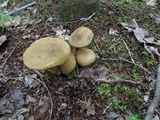 Pseudoboletus parasiticus image