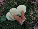 Imleria badia image