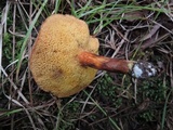 Boletus ferrugineus image