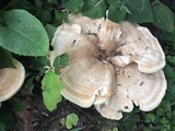 Bondarzewia berkeleyi image