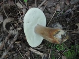Boletus variipes var. fagicola image
