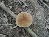 Boletus variipes var. fagicola image