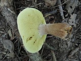 Boletus variipes var. fagicola image