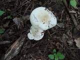 Lactarius piperatus image