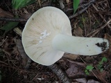 Lactarius piperatus image