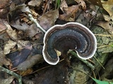 Nigroporus vinosus image