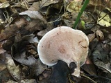 Nigroporus vinosus image